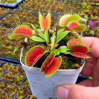 30pcsเมล็ดพันธุ์ ต้นบอนสีแปลกๆ ไม้ประดับ กาบหอยแครงปากแดง เมล็ดพันธุ์ Venus Flytrap Seeds ดอกไม้ปลูก ต้นไม้กินแมลง บอนสี