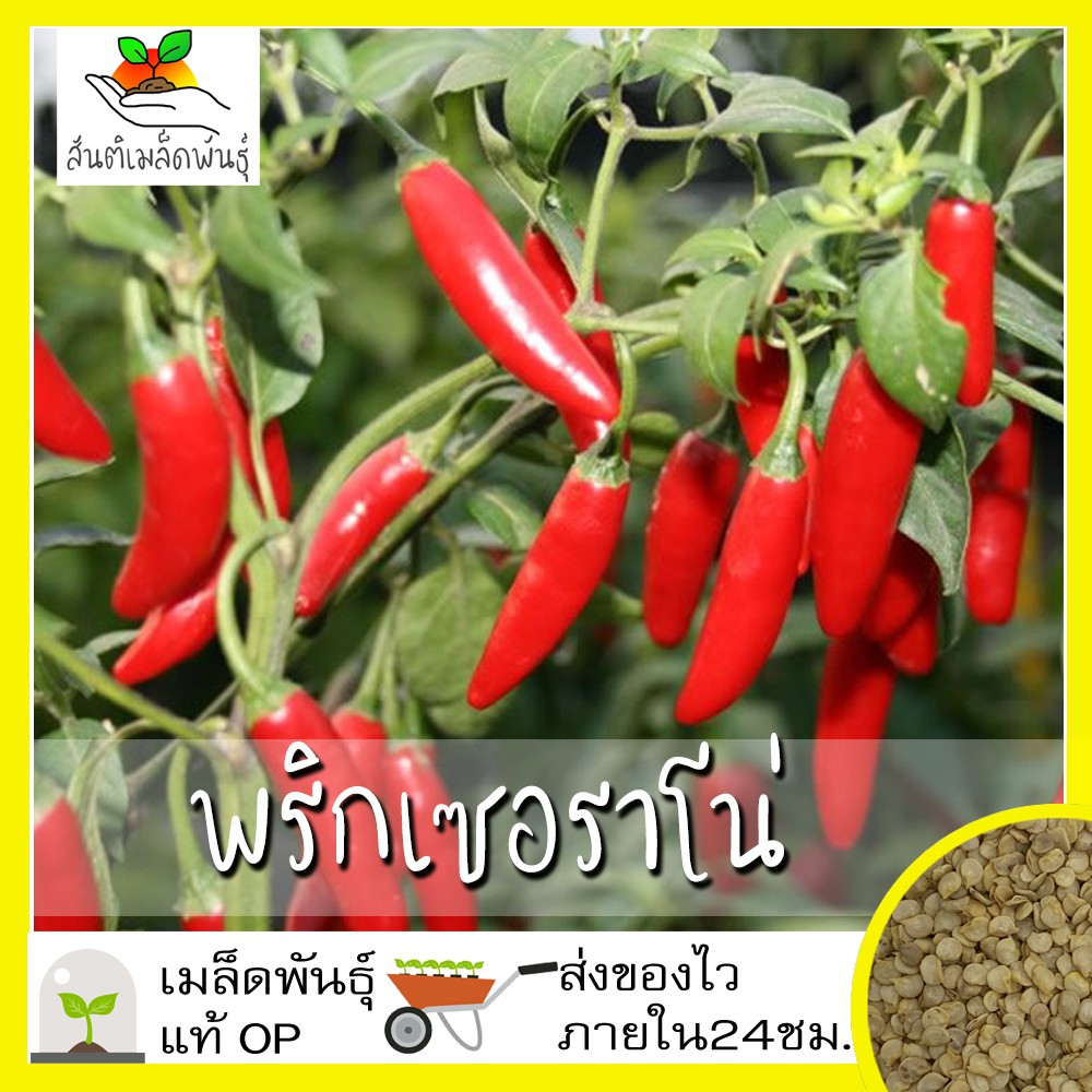 เมล็ดพันธุ์ พริกเซอราโน่ 50 เมล็ด Serrano Pepper Seed เมล็ดพันธุ์แท้100% นำเข้าจากต่างประเทศ ปลูกผัก สวนครัว ถูกดี พริก