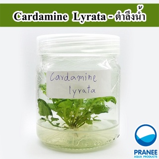 Cardamine  Lyrata ตำลึงน้ำ (เนื้อเยื่อ) ต้นไม้น้ำ ต้นไม้น้ำตกแต่งตู้ปลา ***กรุณาอ่านรายละเอียดก่อนสั่งซื้อ***