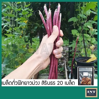 เมล็ดถั่วฝักยาวม่วง ถั่วฝักยาว สีม่วง พันธุ์สิรินธร 20 เมล็ด เมล็ดพันธุ์ผัก เมล็ดผัก เมล็ดพันธุ์ถัวฝักยาว ผักสวนครัว