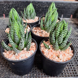 ฮาโวเทีย ไก่ต๊อก  Haworthia Coarctata