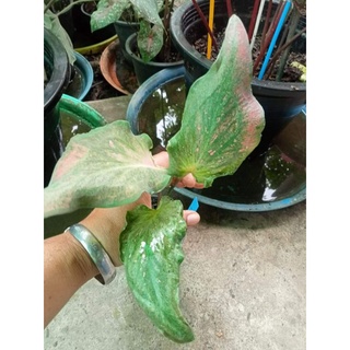 บอนสีนางกิรินีcaladium