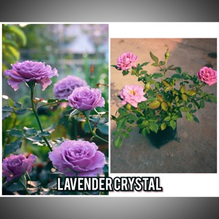 🌹Lavender Crystal กุหลาบสีม่วงหอมอ่อน