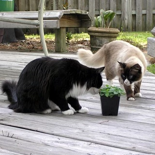 เมล็ดแคทนิป 3,000+เมล็ด Catnip สายพันธุ์OP****ศึกษาวิธีเพาะในรายละเอียดสินค้า****