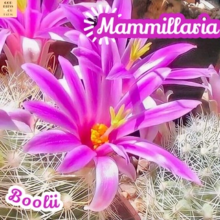 [แมมบูลิอาย] Mammillaria Boolii แคคตัส ต้นไม้ ไม้หนาม ไม้ทนแล้ง กุหลาบหิน ไม้อวบน้ำ พืชอวบน้ำ succulent cactus กระบองเพช