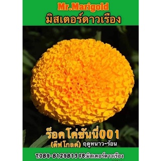 เมล็ดพันธุ์ดาวเรืองร็อคโค่ซันนี่001