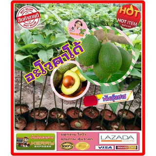 #Sale# ต้นอะโวคาโด้ !!เสียบยอด!! (Avocado Hass) พันธุ์แฮส ต้นสวยแข็งแรง เป็นผลไม้ที่มีประโยชน์ต่อสุขภาพ (1 ต้น/แพ็ค)