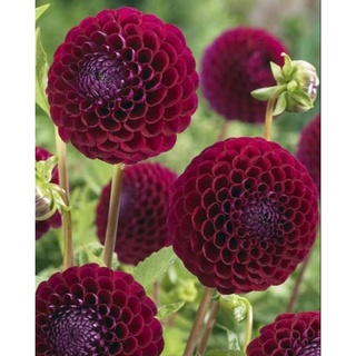 1 หัว/ออเดอร์ รักเร่ Dahlia สายพันธุ์ Black Pompon หัวรักเร่ ดอกไม้ หัวหน่อ นำเข้า เหง้า เนเธอร์แลน หัวสดใหม่