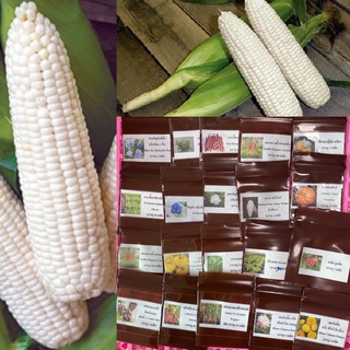 เมล็ดพันธุ์ ข้าวโพดหวาน เพียวไวท์ญี่ปุ่น (Pure White Sweet Corn F1 Seed) บรรจุ 5 เมล็ด ของแท้ 100%