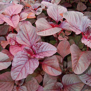 เมล็ด ผักโขมแดงอเมริกา - Red Garnet Amaranth