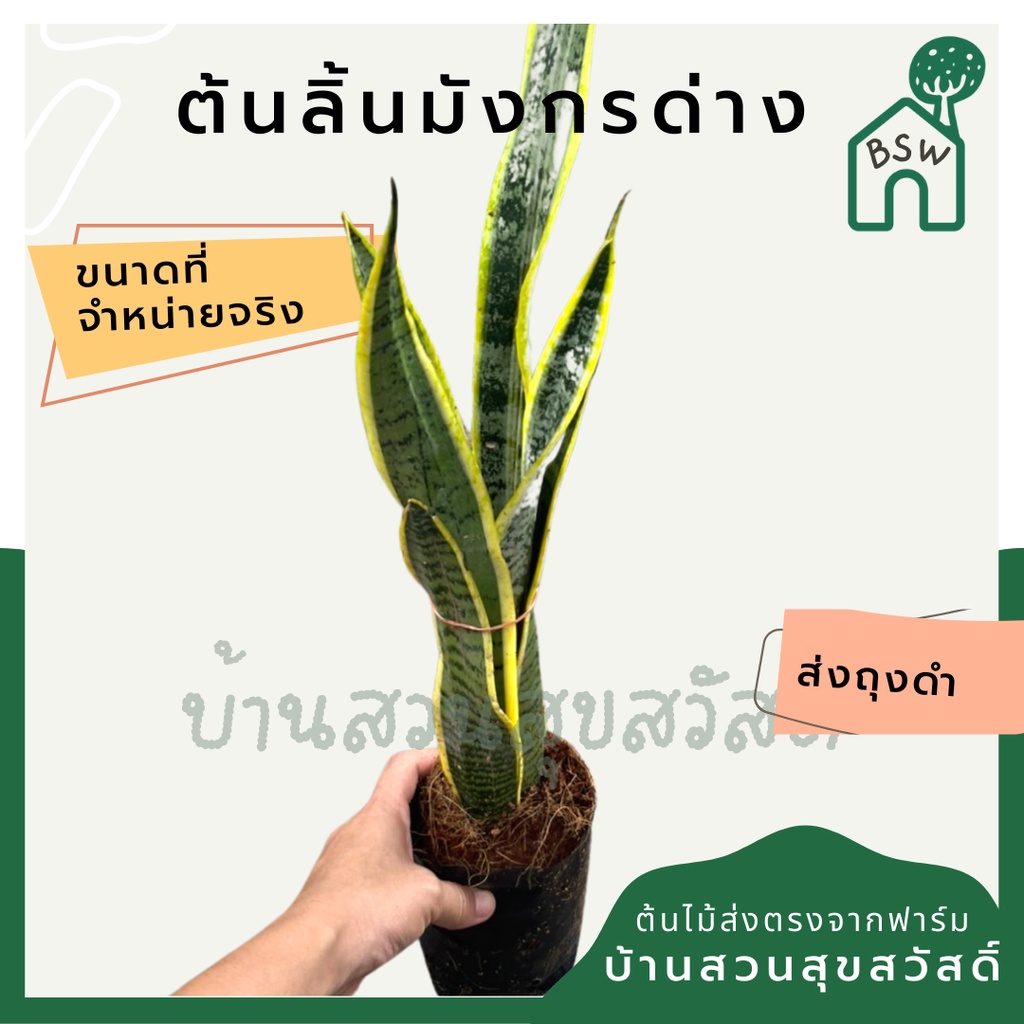 ลิ้นมังกร ด่างเหลือง ส่งถุงดำ ราคาถูก Shopee Lazada