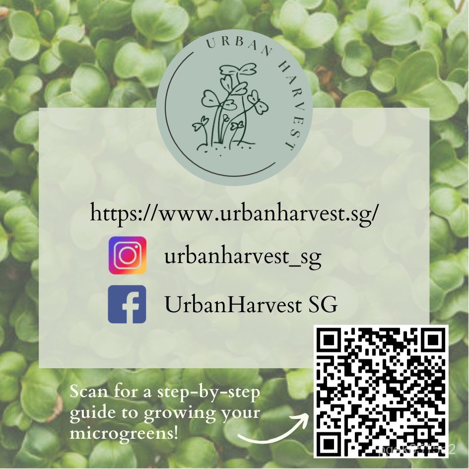 Red Garnet Mustard Microgreen / Vegetable Seeds (5g/25g/50g) คื่นฉ่าย/seeds/เสื้อ/เด็ก/ผักชี/สวน/ผู้