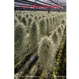 !!(พร้อมส่งเครา1/2)!!....เคราฤาษี ครึ่งโล แบบมีลวดแขวนและไม่มีลวดแขวน