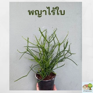 ต้นพญาไร้ใบ ต้นสูง 30-35เซน ต้นแน่นสวยเต็มกระถาง 4 นิ้ว แพ๊คหุ้มลังกระดาษป้องกันต้นไม้กระแทก จัดส่งเร็ว
