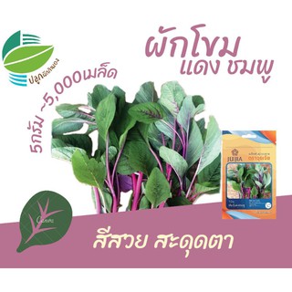 ผักโขมแดงชมพู (Pink Amaranth)​