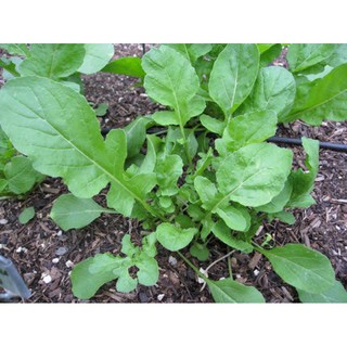 เมล็ดพันธุ์ ผักร็อคเก็ต (Slow Bolt Arugula Seed) บรรจุ 50 เมล็ด