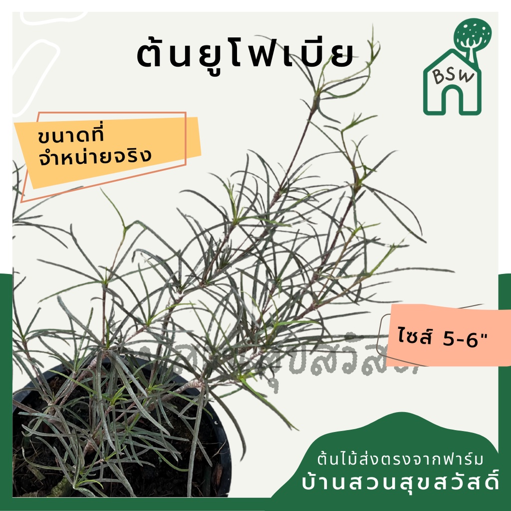 ต้นยูโฟเบีย กระถาง 5-6 นิ้ว เป็นไม้แดด ต้นไม้มินิมอล ไม้โชว์โขดสวย ทนแล้งได้ดี