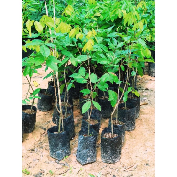 เงาะโรงเรียนนาสาร ติดตา ต้นสมบูรณ์ติดผลไว สูง 60 ซม.