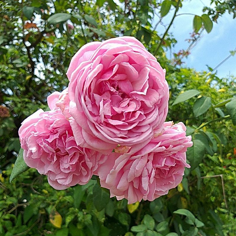 กุหลาบ🌹Bishop's Castle หอมแรง บีช๊อป..เลี้ยงง่าย