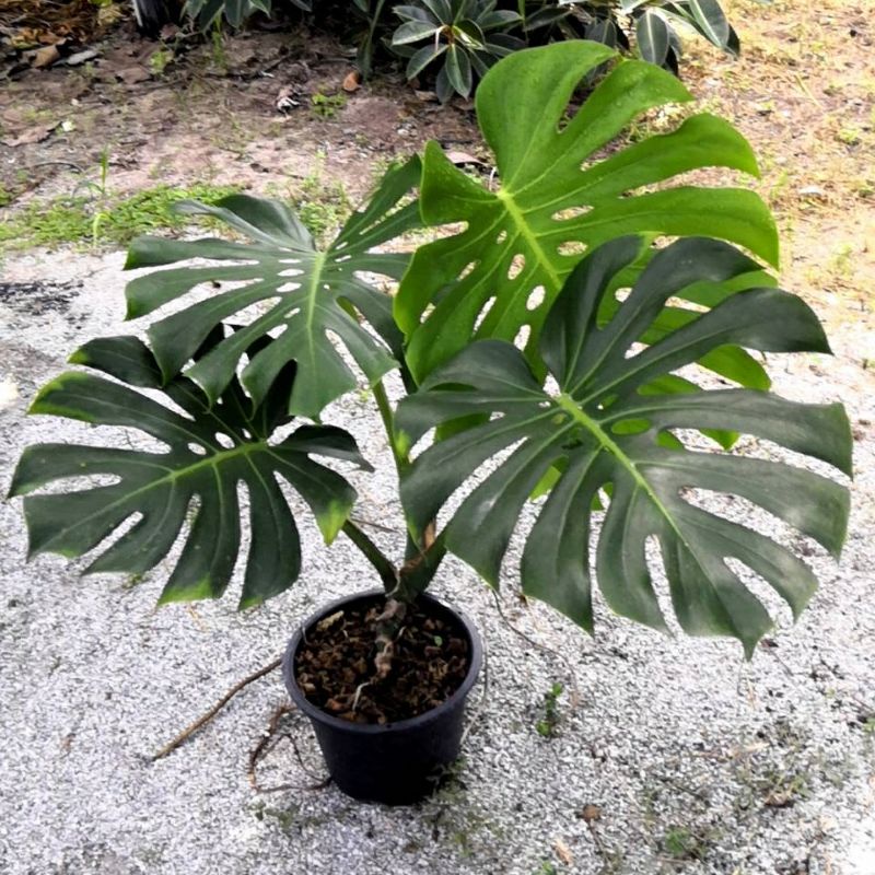 มอนสเตอร่า ไจแอนท์/Monstera Giant/มอนยักษ์