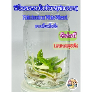 ฟิโลเดนดรอน ไวท์ วิสาจ หรือ พ่อมดขาว (Philodendron White Wizard)เพาะเลี้ยงเนื้อเยื่อ 1ขวด บรรจุ 3 ต้น***จัดส่งฟรี***