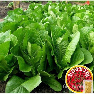 ROMAINE LETTUCE SEEDS - (882 seeds)芹菜/花园/苹果/香菜/种子/头饰/鲜花/园艺/帽子/通心菜/ 9BBH