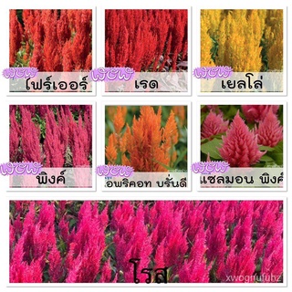 （คุณภาพสูง เมล็ด）เมล็ดพันธ์ุ ดอกสร้อยไก่ เซ็นจูรี่(Ceiosia Century) มีสีให้เลือกทั้งหมด 7 สีค/ง่าย ปลูก สวนครัว เมล็ด AQ