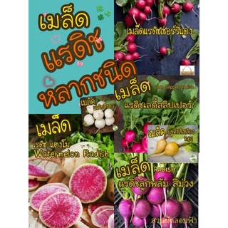 เมล็ดพันธุ์ แรดิช  หลากชนิด Radish Seed เมล็ดพันธุ์แท้100%นำเข้าจากต่างประเทศ ปลูกผักกินเอง