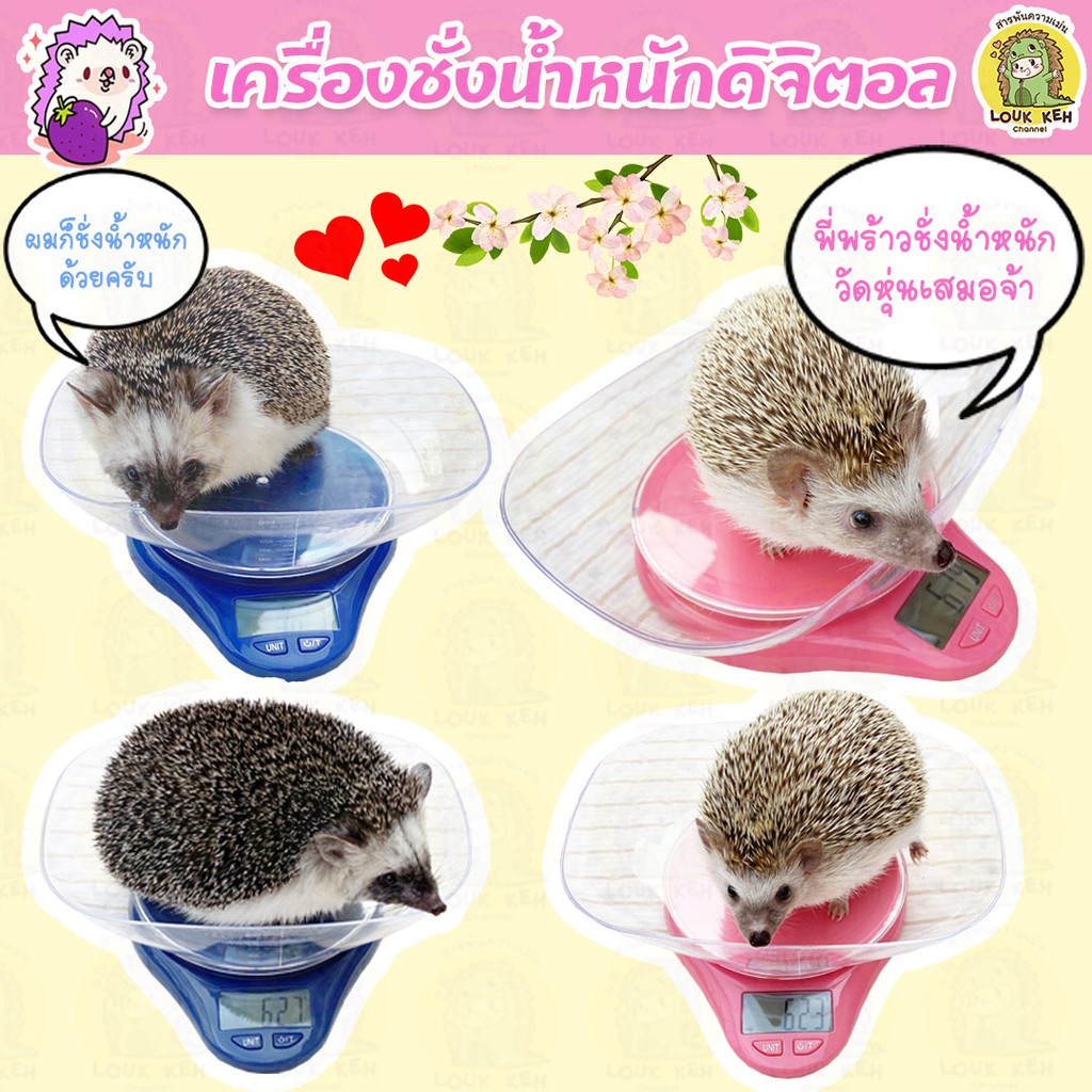 เครื่องชั่งน้ำหนักสัตว์เลี้ยงดิจิตอล
