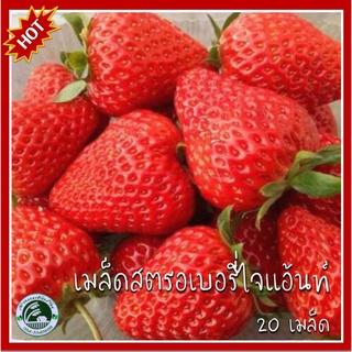 20 เมล็ด สตรอเบอรี่ผลใหญ่  Giant Strawberry ไจแอนท์สตรอเบอรี่ สตรอเบอรี่ เมล็ดสตรอเบอรี่ สตอเบอรี่ สตรอเบอรี่ยักษ์