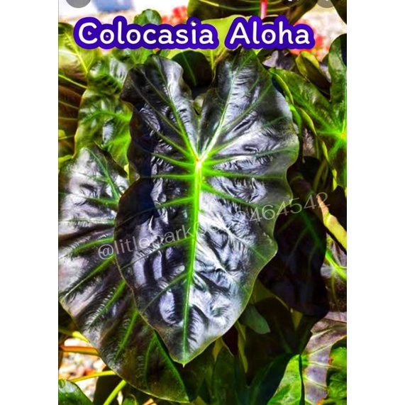 โคโลคาเซีย​ อโลฮ่า​ Colocasia​ Aloha​ ต้นไม้​  บอนนอก​ บอนสี​  ต้นไม้สีดำ​ ฟอกอากาศ​ ไม้มงคล​ ดิน​ ปุ๋ย​ สวน​ แต่งบ้าน