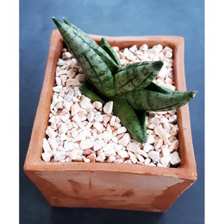 ต้นงาช้างแคระ (มินิบอลเซล)Sansevieria boncellensis