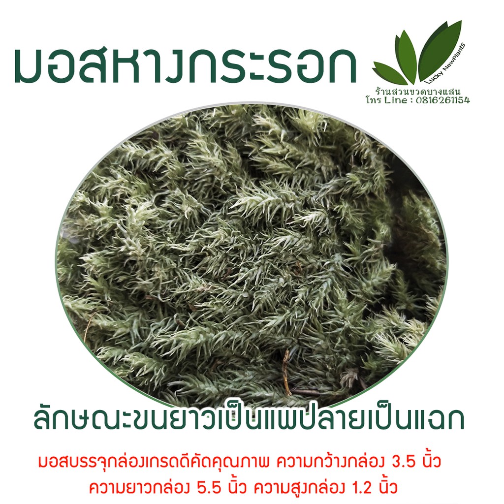 มอสแห้ง มอสจัดสวน กล่องละ 70฿ มีให้เลือก 3 ชนิด แถมฟรีคู่มือ - รูปที่ 3