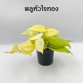 [5 ต้น ลด 5%] พลู 10 ชนิด 🌱 กระถาง 3-4 นิ้ว พลูบราซิล พลูฉลุ พลูด่าง พลูทอง พลูงาช้าง พลูหินอ่อน พลูสนิม