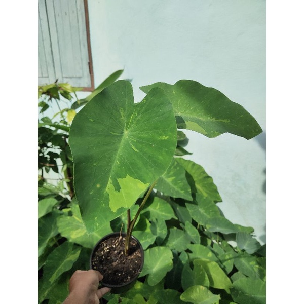 Colocasia Limeaide(imported)