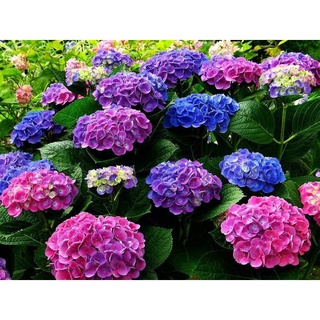 20 เมล็ด เมล็ดไฮเดรนเจีย Hydrangea Seeds เรนโบว์ คละสี ไฮเดรนเยียสายพันธุ์ฝรั่งเศส