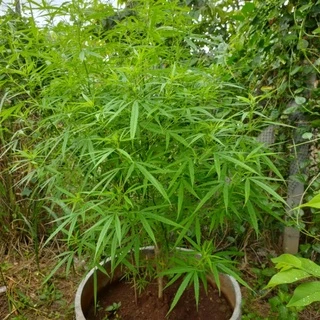 ดินผสมพร้อมปลูก ดินภูเขาไฟศรีสะเกษ สูตรพรีเมียม ขนาด 1kg | NT FARM