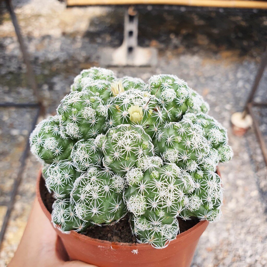 ต้นเเคคตัสตุ๊กตาญี่ปุ่น พร้อมกระถาง4นิ้ว