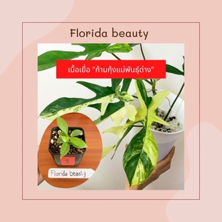 (เนื้อเยื่อ) ฟิโลก้ามกุ้งแม่พันธ์ด่าง - Philodendron “FLORIDA BEAUTY” VARIEGATA อนุบาลแล้ว