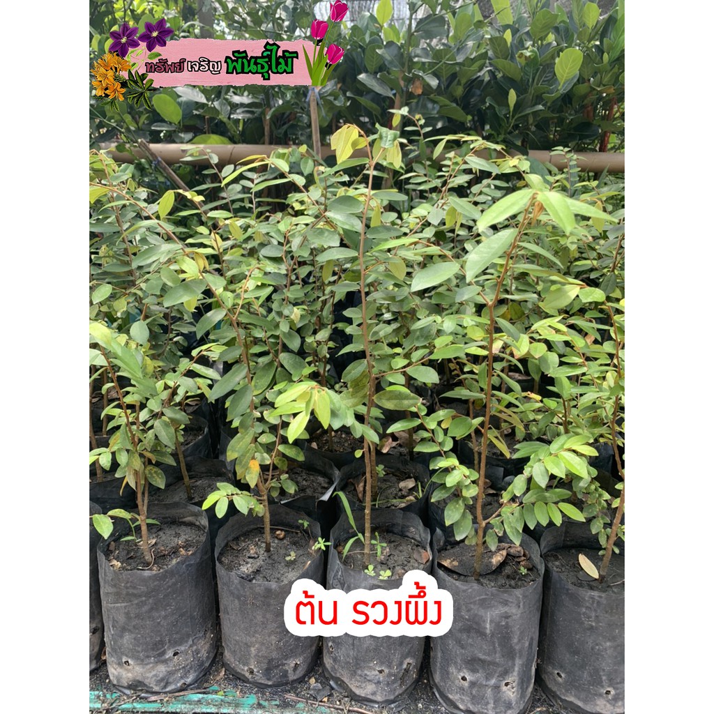 ต้นรวงผึ้ง ไม้หอม สูง 30-50 cm. พร้อมส่ง ต้นไม้ประจำพระองค์ รัชกาลที่ 10 สำคัญกรุณาสั่งซื้อในเวลา12:00น.-00:00น.