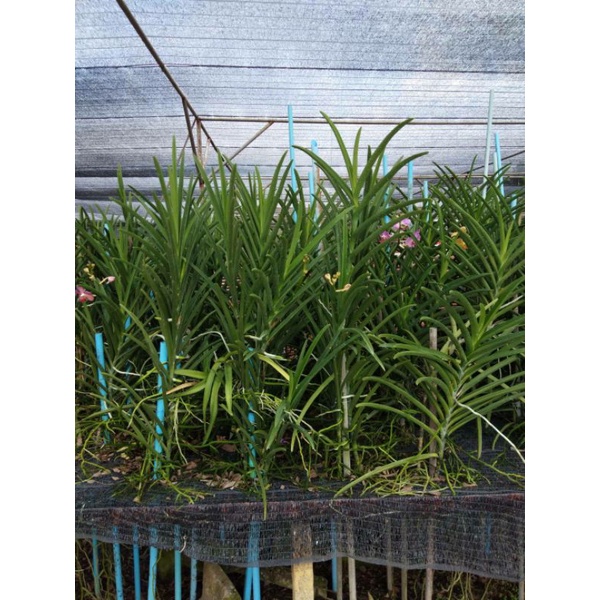 แวนด้าใบร่อง(ตัดยอด ไซส์30-50 CM.)(ส่งแบบติดดอก)