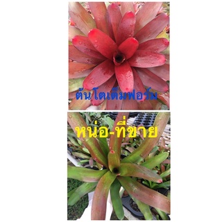 หน่อ-สับประรดสีนีโอแฟรี่ไนท์#bromeliad# ต้นไม้สวยงาม# ไม้ประดับ# ตกแต่งสวน# ปลูกตกแต่งบ้าน# ไม้มงคล#ต้นไ้ม้ดูดซับสารพิษ