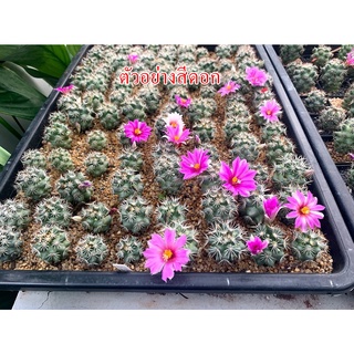 แมมมิลลาเรีย ชูแมนนิไอ Mammillaria Schumannii แมมชูแมน แคคตัส กระบองเพชร