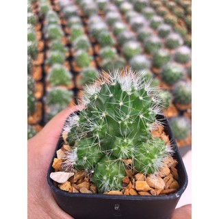 ส่งทั้งกระถาง-แคคตัสแมมมิลาเรีย# คริสมาส # mammillaria spinosissimas# Cristmas Cactus #แคคตัสราคาถูก# กระบองเพชร