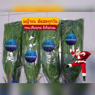 หญ้าขนตัดสด For หนู กระต่าย 22 ฿ส่งทันที ได้รับใน24ชม*.