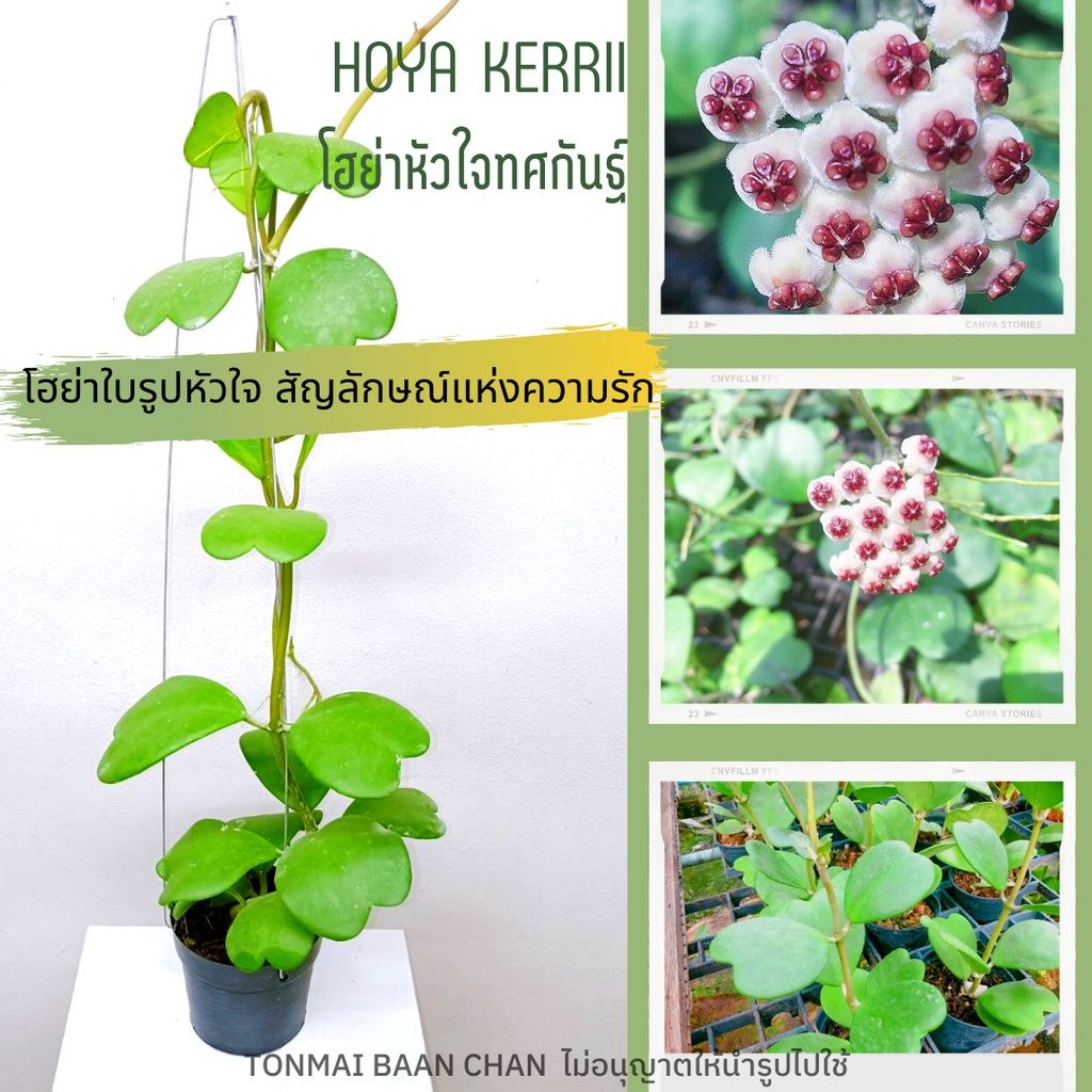 ต้นโฮย่าหัวใจทศกัณฐ์ Hoya Kerri Crabib กระถาง4นิ้ว