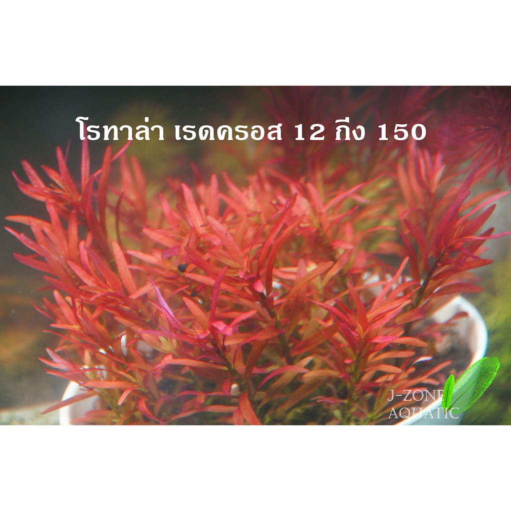โรทาล่า เรดครอส ไม้2เฉดสี แดงปนเขียว กิ่งใหญ่ๆ 10 กิ่ง 120 บาท