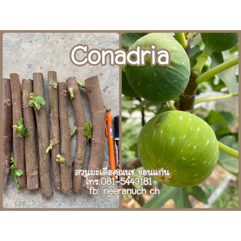 กิ่งสดมะเดื่อฝรั่งโคนาเดรีย ชุด 5 กิ่ง/conadria fig cuttings set 5 pcs.