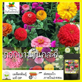 เมล็ดพันธุ์ ดอกบานชื่นคละสี 100 เมล็ด Mixed Zinnia Flower Seed เมล็ดพันธุ์50 เมล็ด (ไม่ใช่พืชที่มีชีวิต)