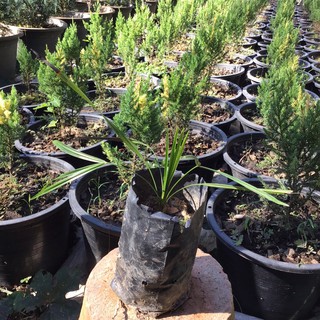 ต้นกล้าเคราฤาษี🌱 ถุง 2×6 สูง 15 ซม. ไม้ประดับ ไม้สวยงาม